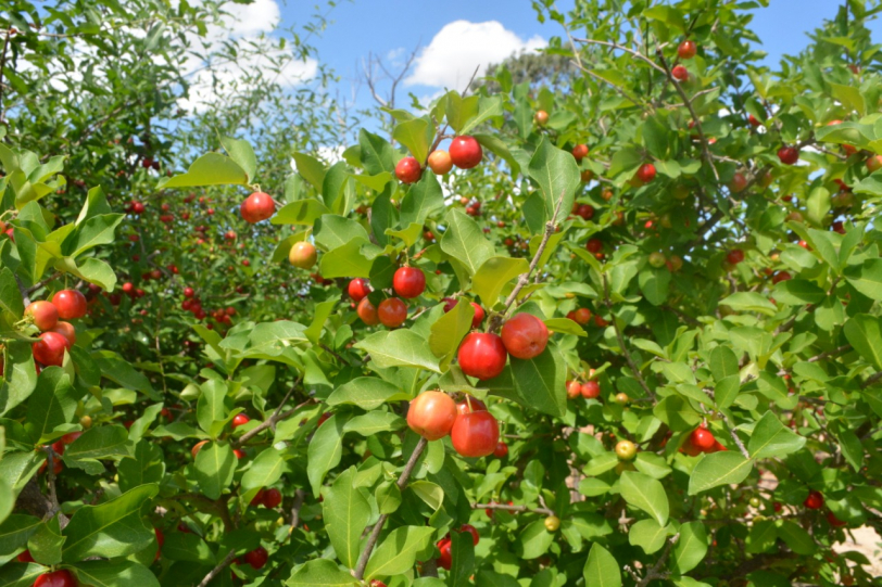 Hora Rural #3 Saiba quais os produtos transformados a partir da acerola da Bahi