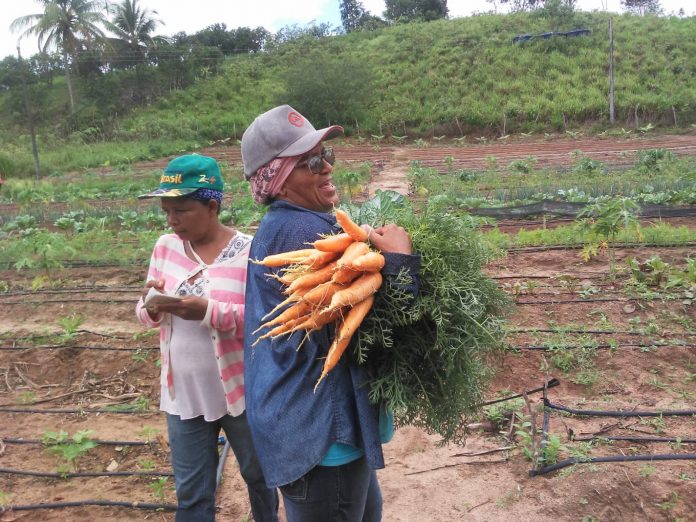 Agricultores familiares de Rio Real aproveitam colheita e melhoram alimentação em comunidade rural