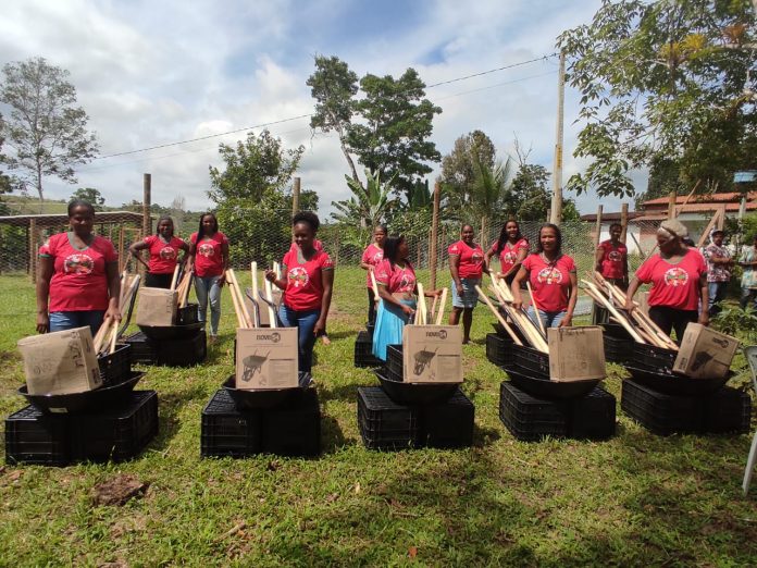 Instalação de quintais produtivos e galinheiros fortalece produção de mulheres de cooperativa do Baixo Sul