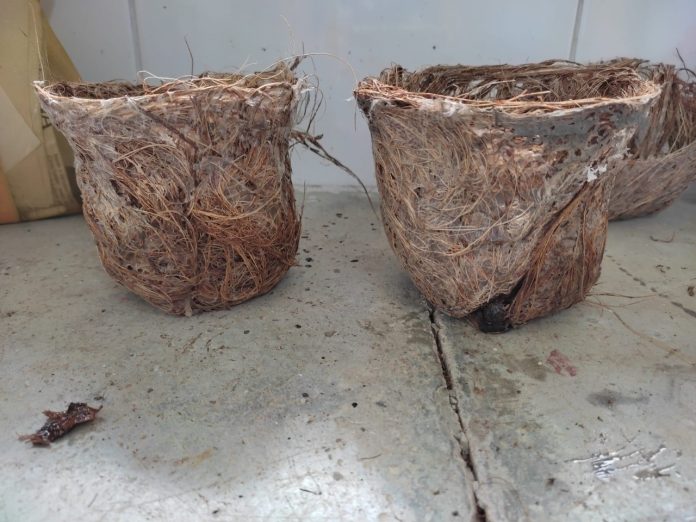 Estudantes baianas fabricam vaso para plantas à base de coco verde