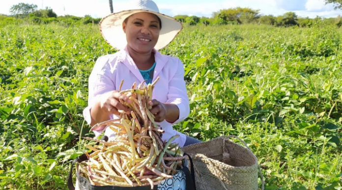 Garantia Safra: agricultores familiares já podem fazer inscrição