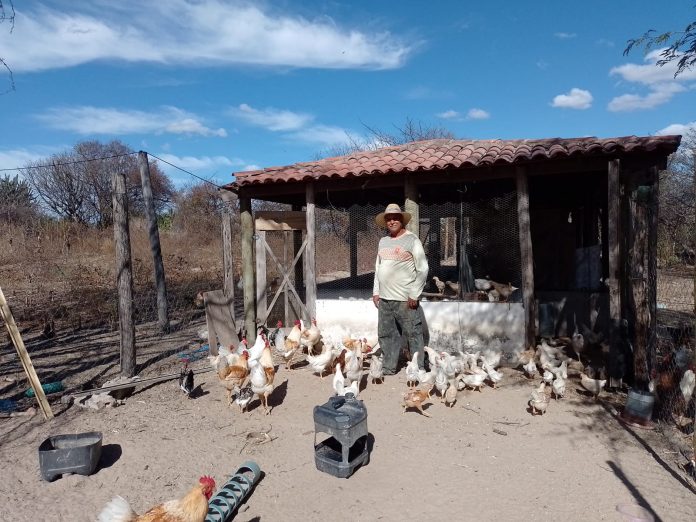 Renda Familiar cresce com avicultura sustentável em comunidade rural de Malhada de Pedras