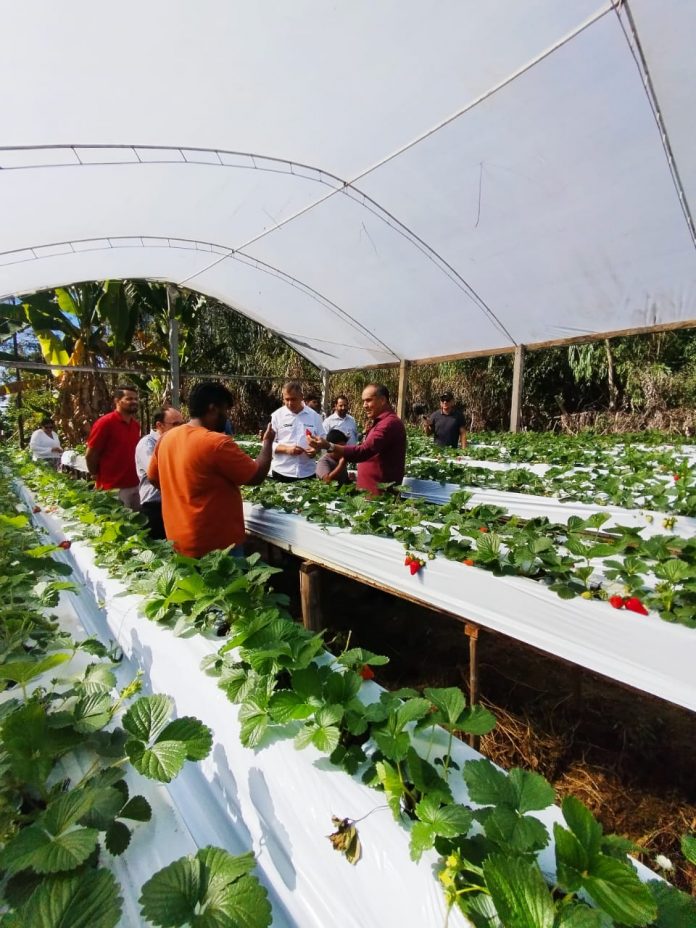 Produção de morangos na Chapada será elevada de patamar com chegada de agroindústria