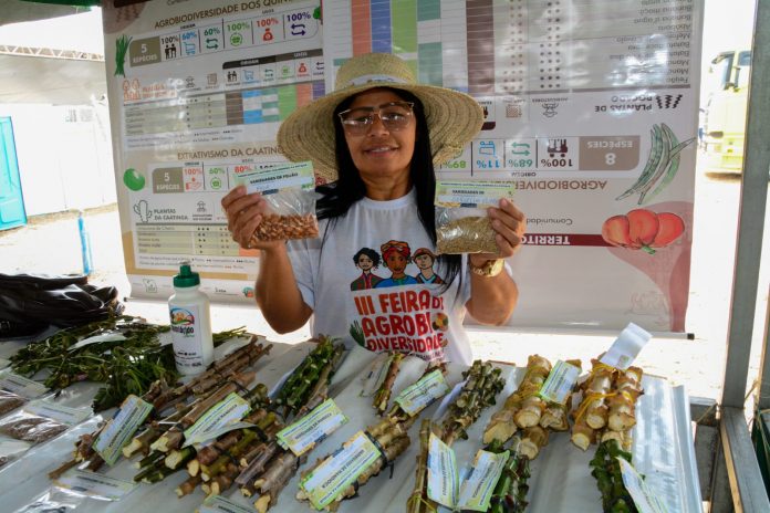 Feira da Agrobiodiversidade reúne guardiães de sementes no Semiárido Show