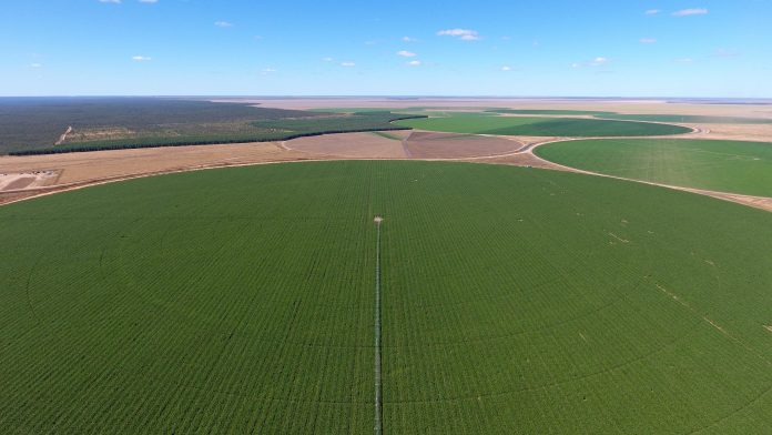 Quinoa com DNA brasileiro: empresa baiana produz 37% de todo o grão consumido no Brasil