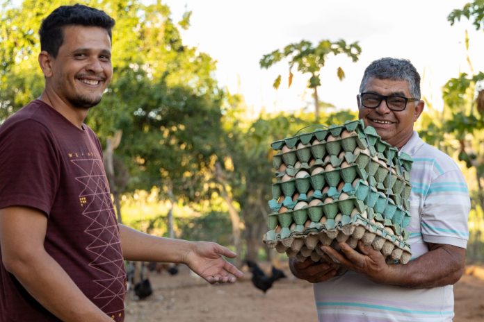 Avicultura de galinha caipira se consolida como sistema produtivo estratégico para a agricultura familiar baiana