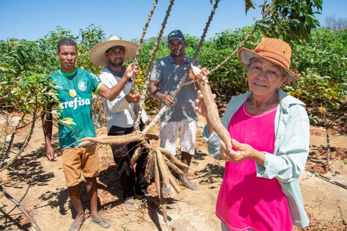 Comunidade rural de Itaguaçu colhe primeira safra de aipim e impulsiona renda familiar