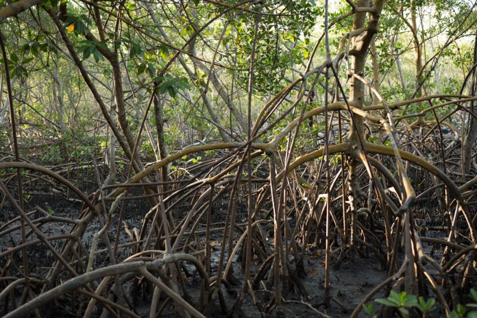 Bahia sedia Fórum Internacional de Educação Ambiental em Áreas de Manguezais