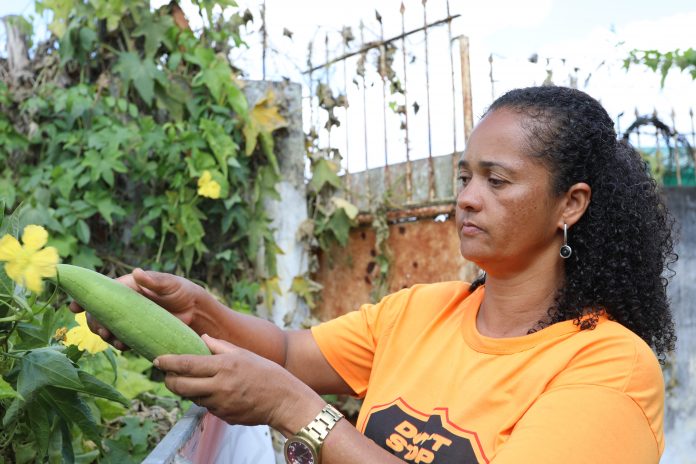 Bucha vegetal verde vira alimento nas mãos de agricultoras familiares em Santa Bárbara