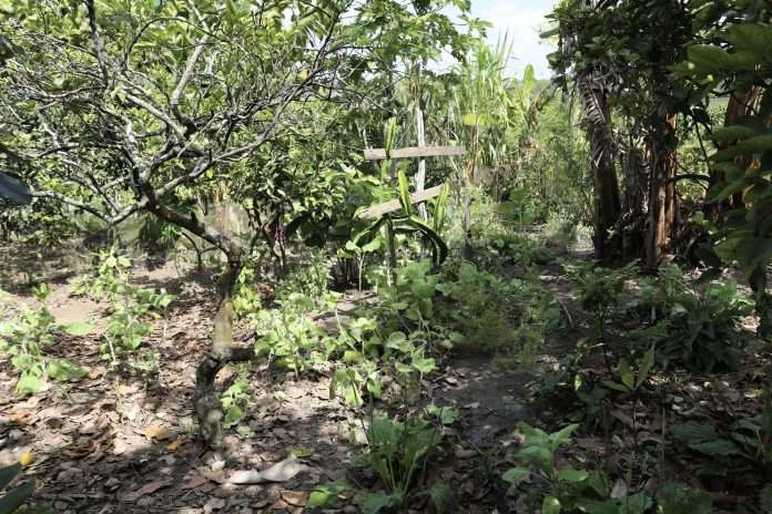 Experiência de Farmácia Verde se destaca entre agricultoras familiares do Recôncavo da Bahia