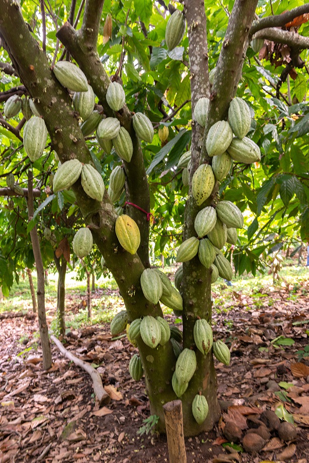 Bahia reúnes estados produtores de cacau para discutir a situação da monilíase do cacaueiro