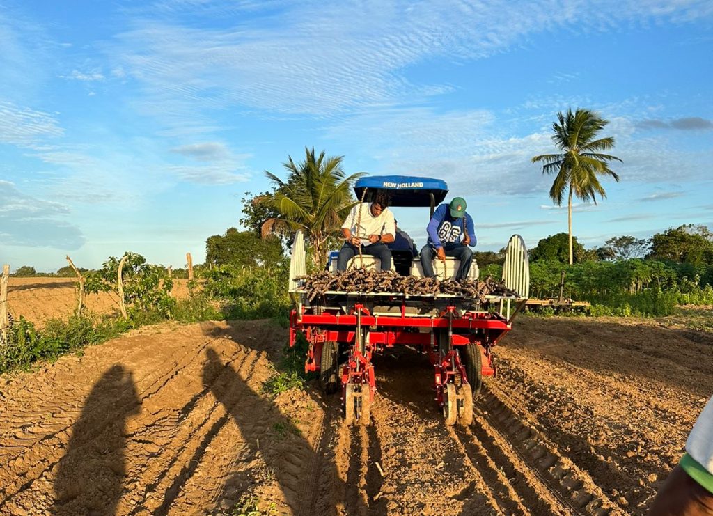 Agricultores familiares de Olindina avançam na mandiocultura, da base de produção à comercialização