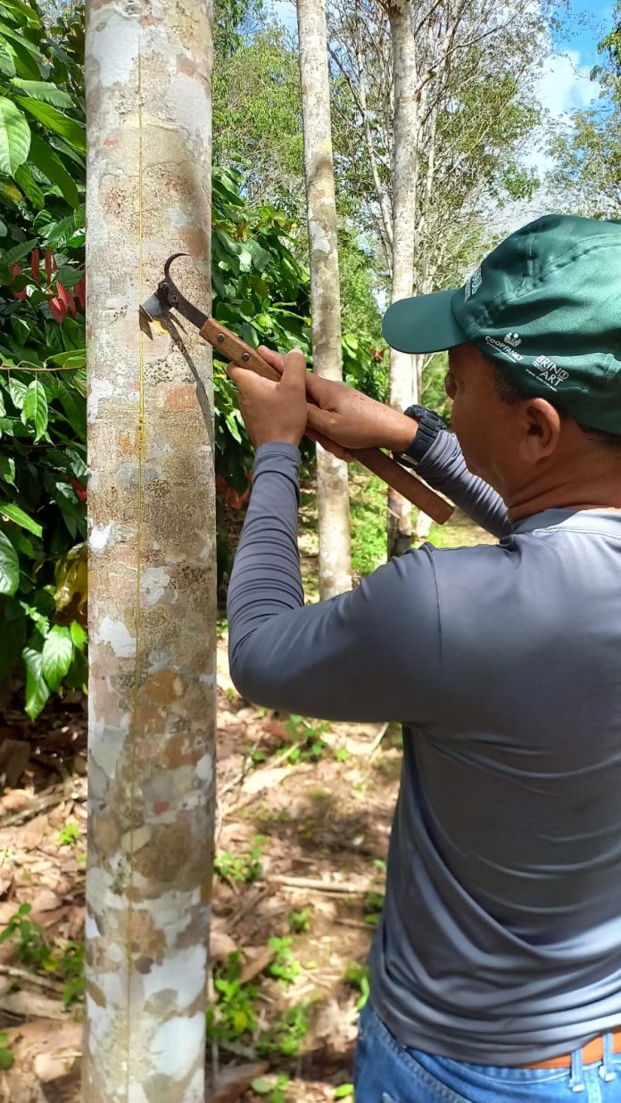 Agricultores familiares do Baixo Sul garantem renda com a comercialização de GEB para a indústria de pneus