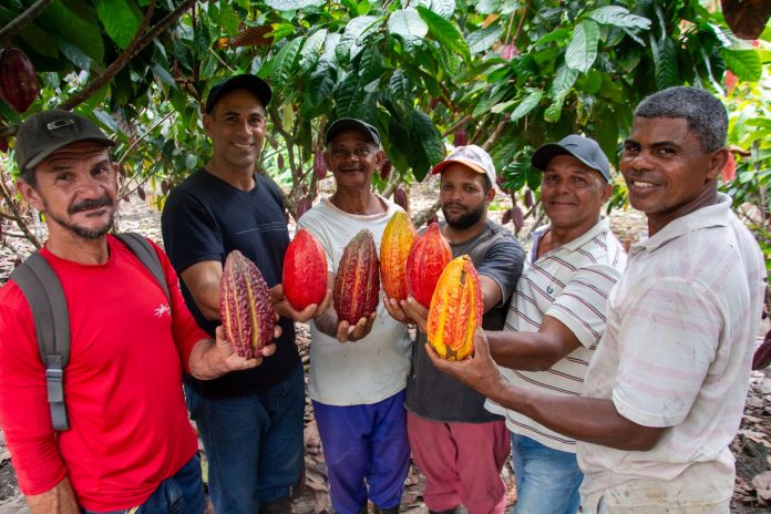 Investimento na qualificação de amêndoas de cacau eleva a produção em Santa Luzia