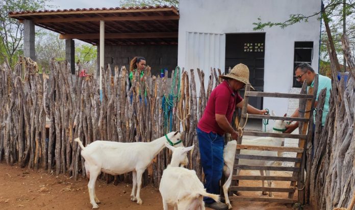 Investimentos na caprinocultura de leite potencializam produção em Curaçá e Uauá