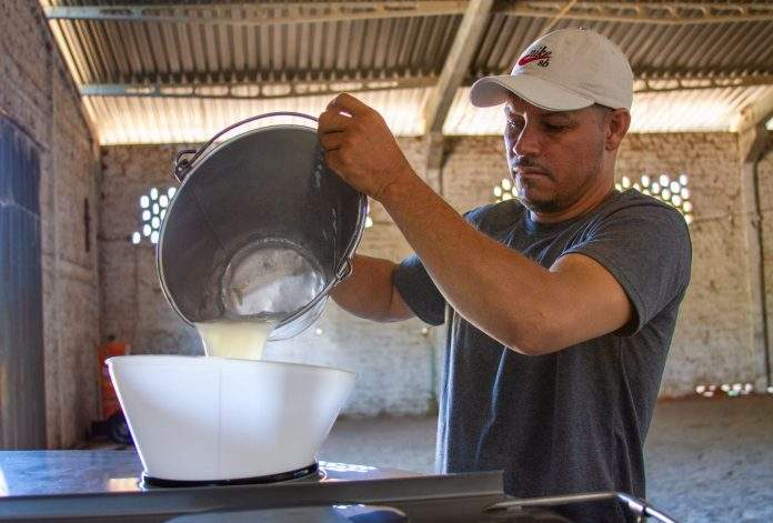 Bovinocultura de leite impulsiona economia de comunidade rural de Bom Jesus da Lapa