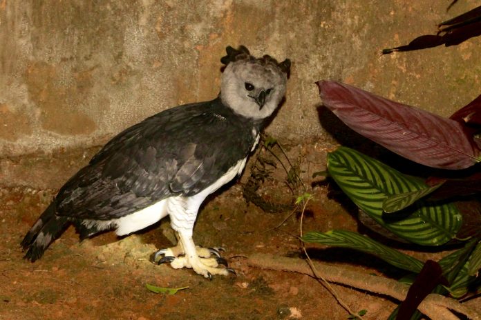 Harpia desembarca no Zoo de Salvador em parceria para preservar a biodiversidade