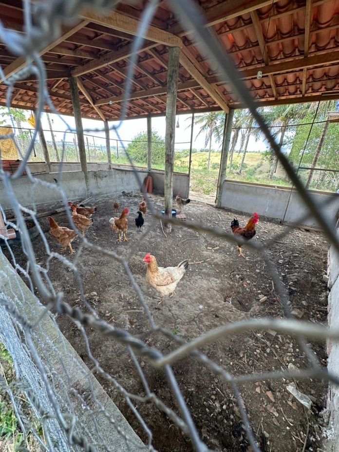 Criação de galinhas caipiras transforma realidade de agricultores familiares em Maragogipe