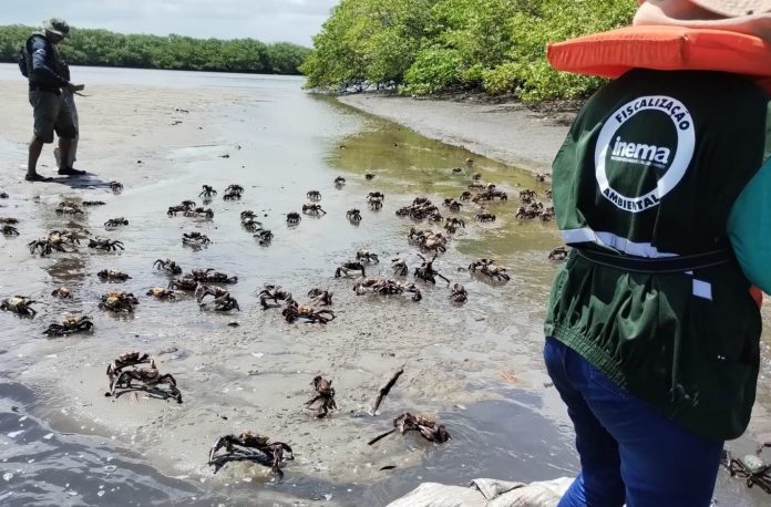 Inema com apoio da Polícia Ambiental intensifica fiscalização e orientações sobre o período de defeso do Caranguejo-uçá