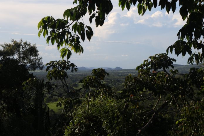 Dia Internacional das Florestas: programa promove a restauração e conscientização ambiental na Bahia