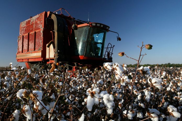 Safra de grãos da Bahia revela desafios e potencialidades, aponta Conab