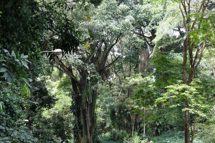 Medidas adotadas pelo Estado reduzem em 57% o desmatamento da Mata Atlântica na Bahia