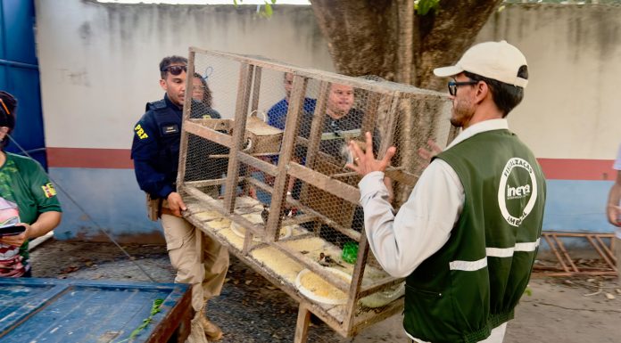 Em seu primeiro dia, FPI já resgatou 82 aves silvestres na região de Ibotirama