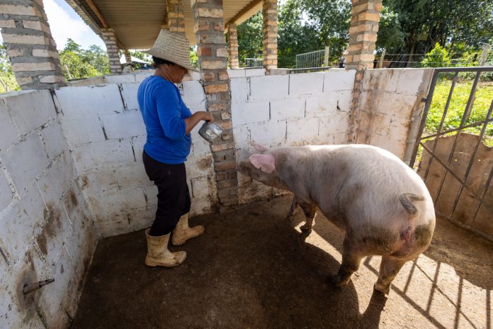 Suinocultura traz novas perspectivas de renda para agricultores familiares de Sapeaçu