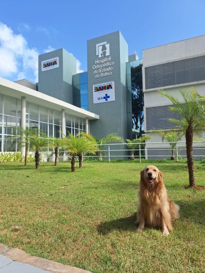 Hospital Ortopédico implementa Terapia Assistida por Animais para apoiar recuperação de pacientes