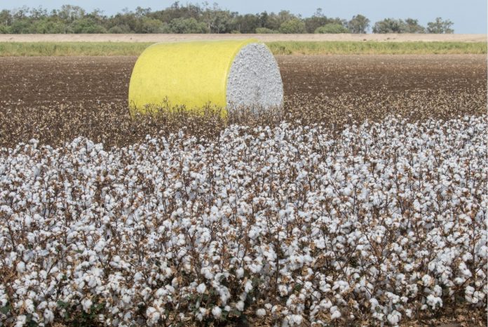 Brasil desbanca EUA e assume liderança mundial na exportação de algodão