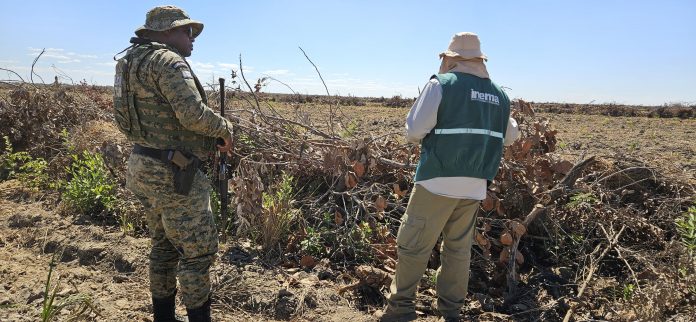 Tecnologias de monitoramento ambiental auxiliam na proteção do Cerrado baiano