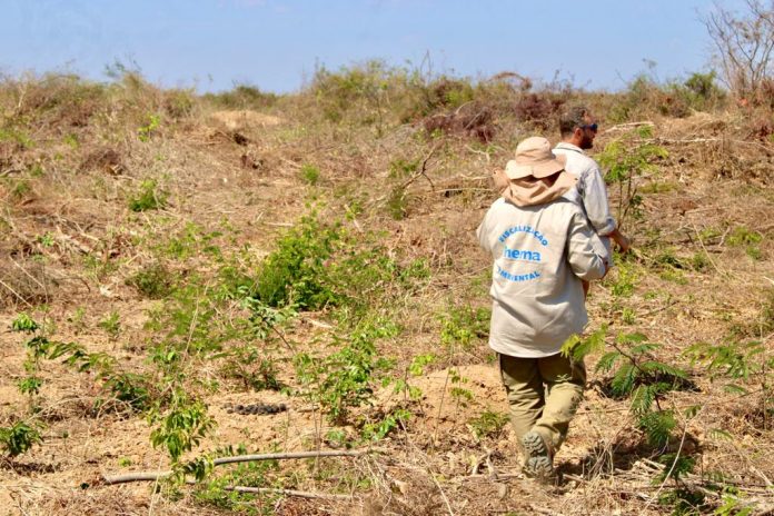 Bahia reduziu em 52% o desmatamento na área do Matopiba