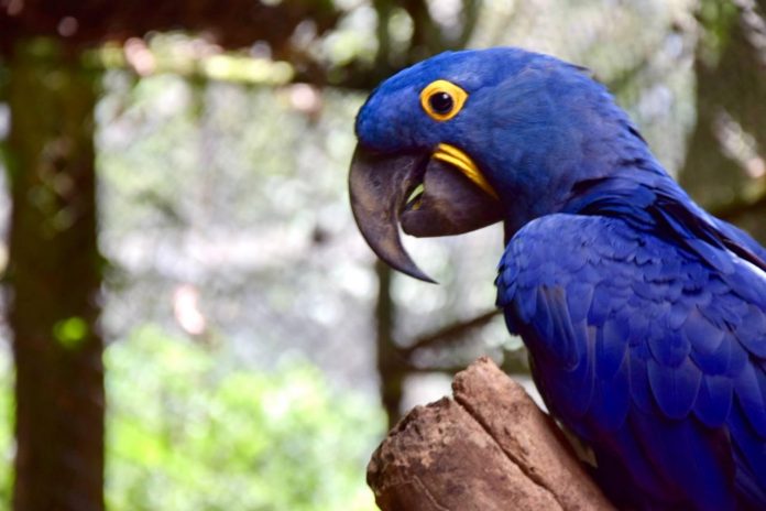 Grupo de Trabalho de Fauna completa dez anos contribuindo com a preservação ambiental