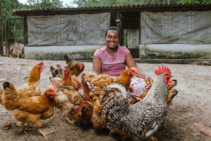 Bahia celebra Dia da Avicultura com investimentos que transformam vidas no campo