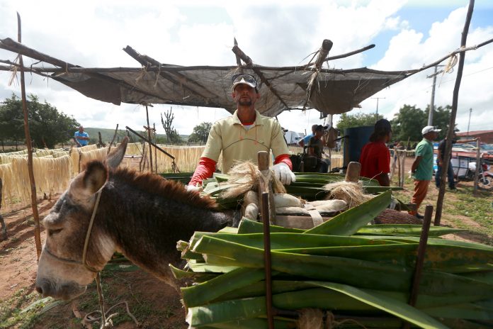 Edital vai selecionar empresa para capacitar produtores de agave com foco na produção de etanol