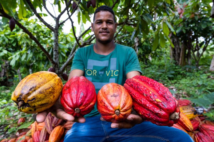 Agricultura familiar da Bahia influencia a retomada do estado como maior produtor de cacau do país